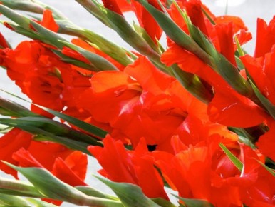 Проверяем луковицы: как выбрать идеальный посадочный материал для гладиолусов