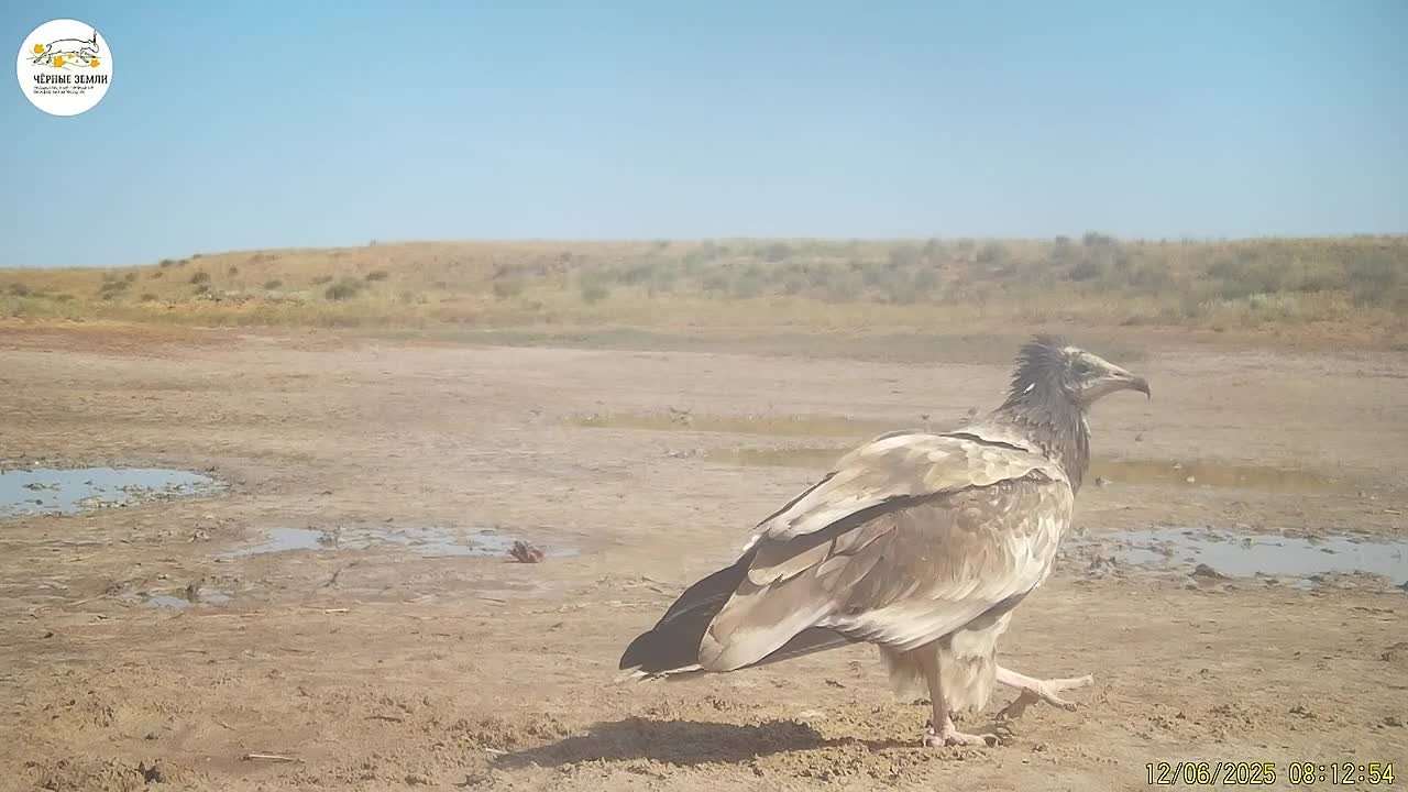 В заповеднике «Черные земли» отмечают увеличение численности редкого вида птиц