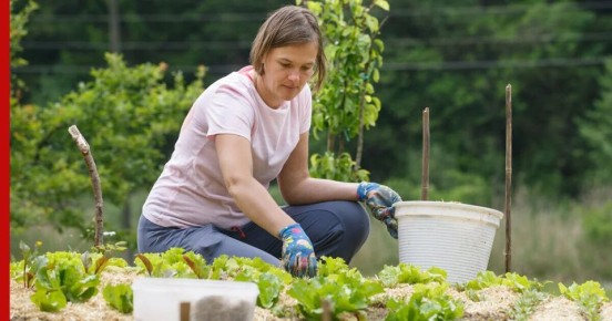 Нововведения для дачников: что теперь под запретом?