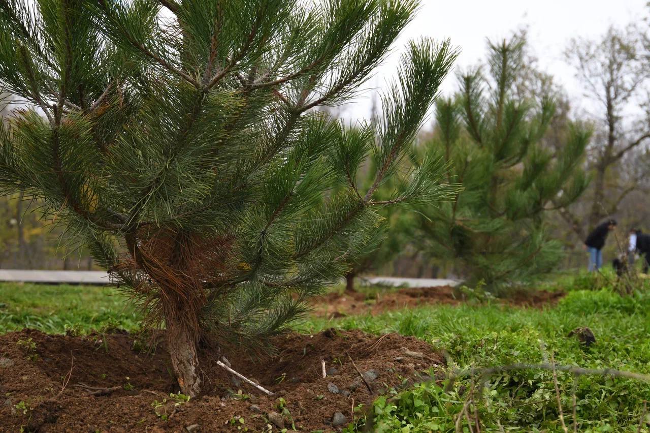 «Тропа памяти»: в Элисте высадили сосны в честь ветеранов Великой Отечественной войны