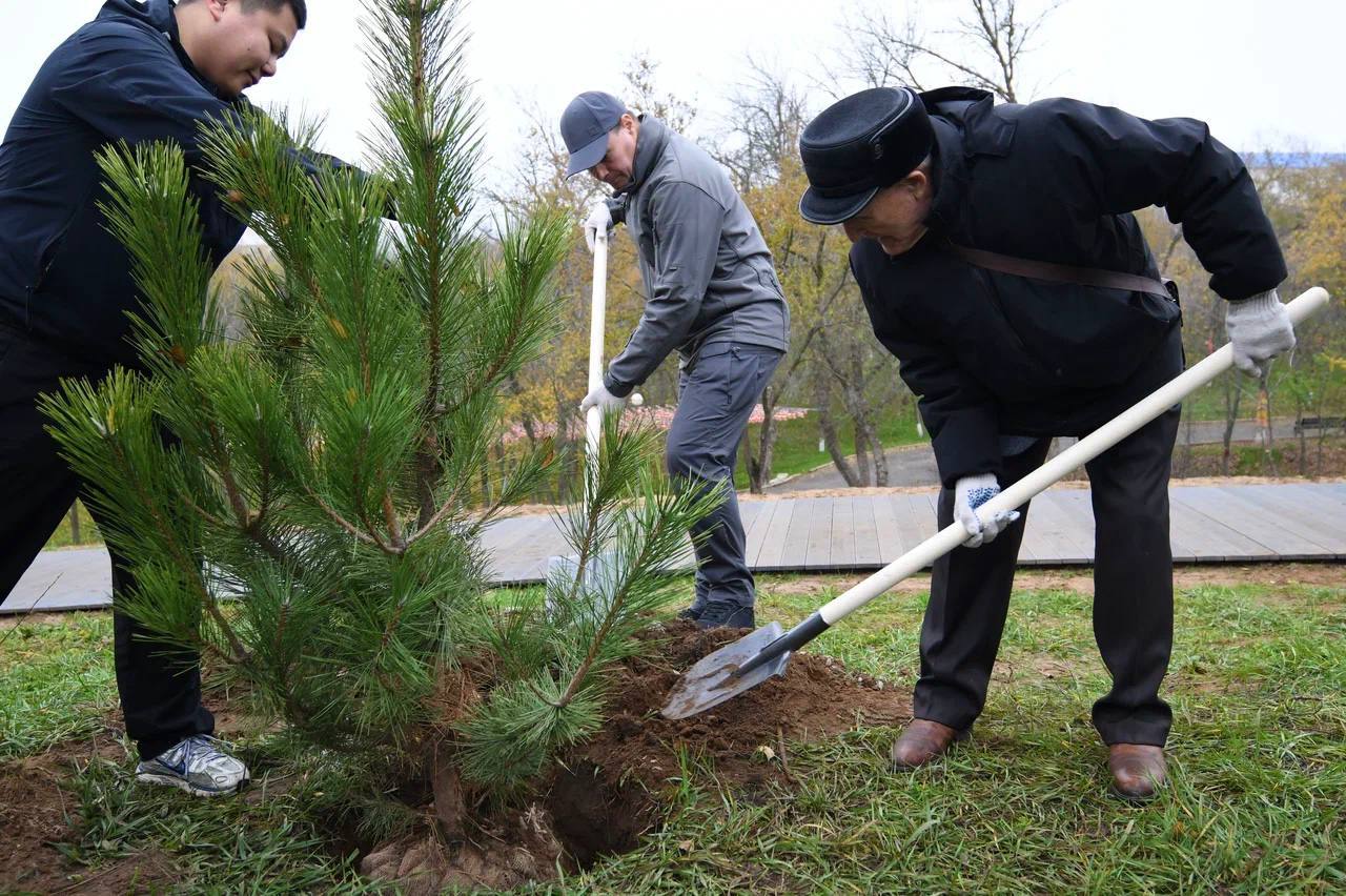 «Тропа памяти»: в Элисте высадили сосны в честь ветеранов Великой Отечественной войны «Тропа памяти»: в Элисте высадили сосны в честь ветеранов Великой Отечественной войны
