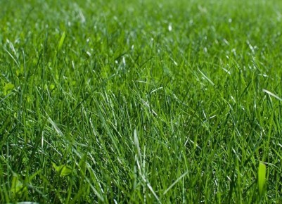 Новыевозможности для вашего участка: альтернативы газону без лишнего ухода