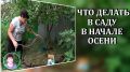 Осень в саду: ключевые действия для успешной зимовки растений