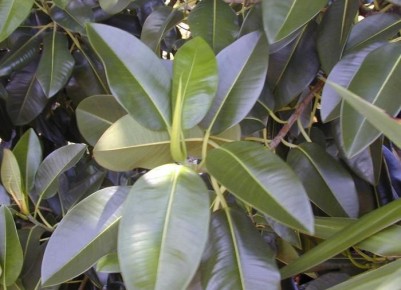 Спасаем фикус: советы по уходу