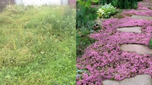 Как превратить заросший участок в цветущий рай: секреты успешного цветника