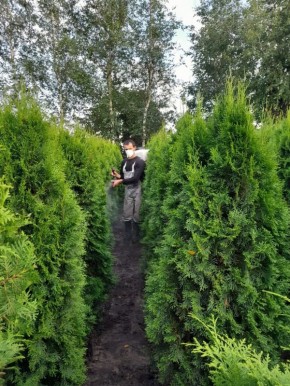 Туя Смарагд: Зеленое украшение вашего сада – секреты успешного ухода