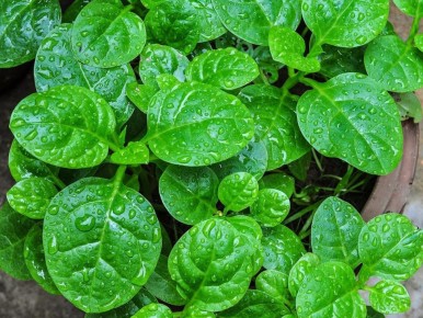 Как вырастить зелень без лишних забот: секреты успешного ухода