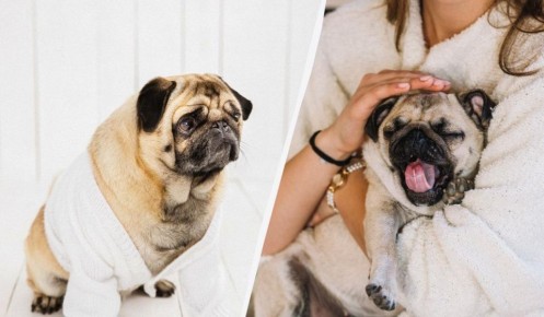 Почему игнорировать собаку, находящуюся в стрессе, может быть разумнее, чем ее гладить