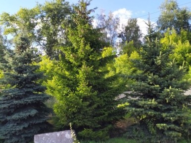 Живая изгородь: новый взгляд на натуральные барьеры в ландшафтном дизайне