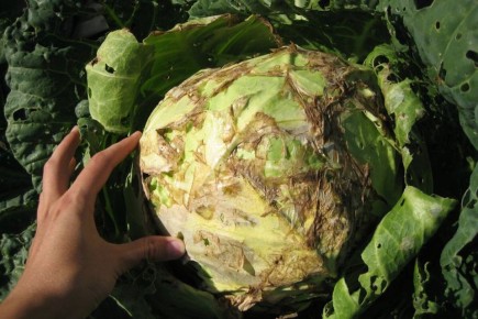 Как спасти капусту от гнили
