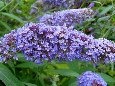 Буддлея спиралистая – идеальный выбор для красивого сада и защиты от комаров