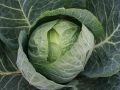 Тайны успешного выращивания капусты: что должен знать каждый садовод