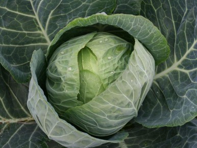 Тайны успешного выращивания капусты: что должен знать каждый садовод