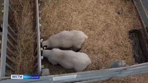 Калмыцкий госуниверситет им. Городовикова сохранил свои позиции в программе «Приоритет-2030»