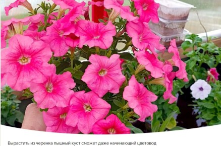 Как легко и быстро укоренить петунии из черенков весной
