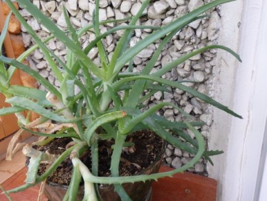 Комнатные растения, которые привносят удачу и финансовое благополучие в ваш дом