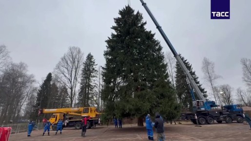 Вековую ель для Кремля срубили в подмосковном лесу