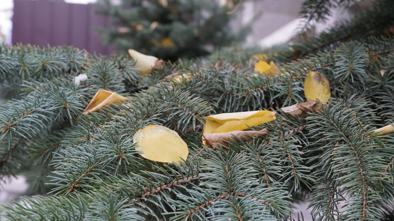 Доброе утро!. Сегодня 9 декабря, вторник, мы представляем вам погоду на этот день