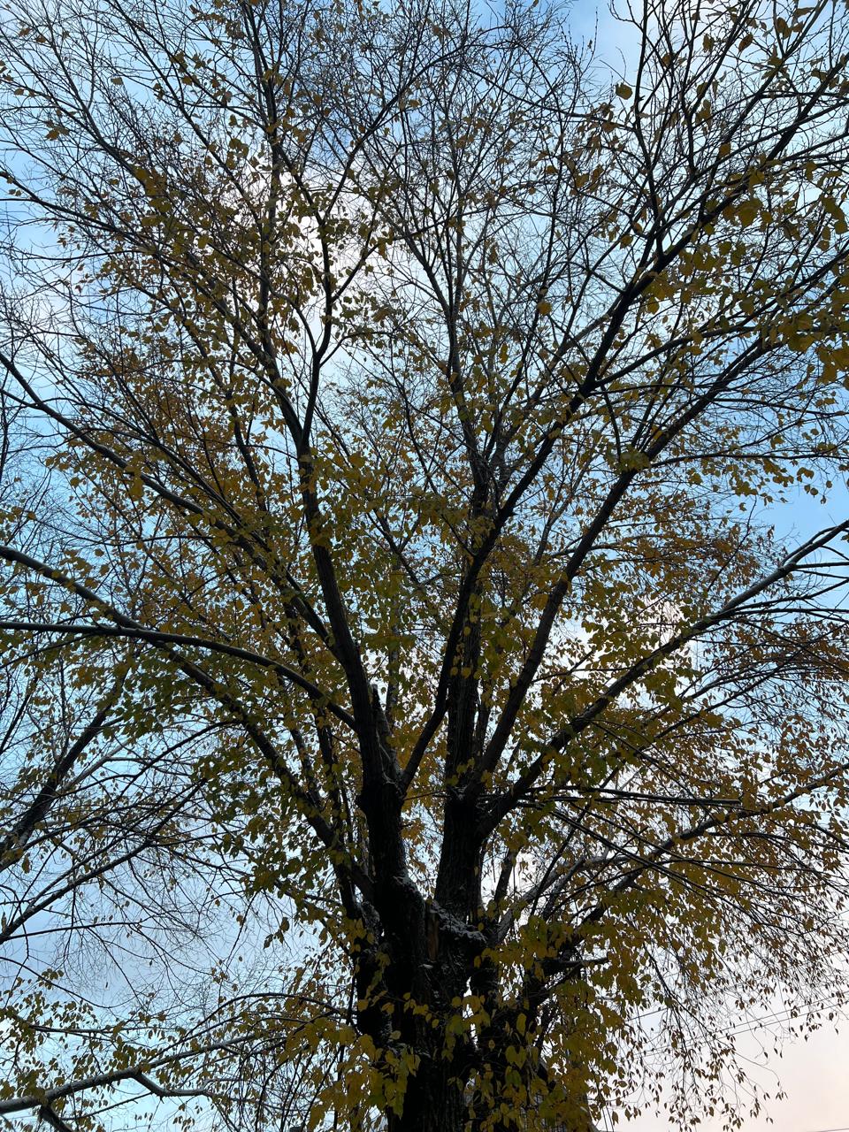 Доброе утро!. Сегодня 10 декабря, среда, мы представляем вам погоду на этот день