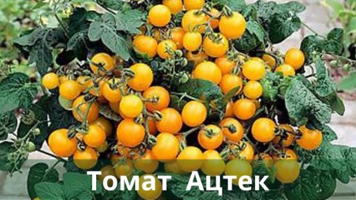 Томат Ацтек: идеальный вариант для городского огородника на балконе или подоконнике