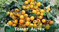 Томат Ацтек: идеальный вариант для городского огородника на балконе или подоконнике
