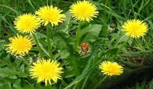 Вино из одуванчиков: и полезно, и вкусно!