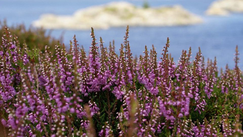 ������ ����� �������� ��������� �������� �� ��������?