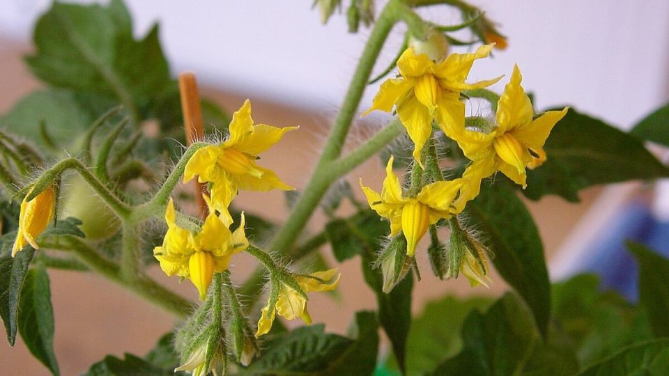 ���������� ������ � �������: ������� � �������