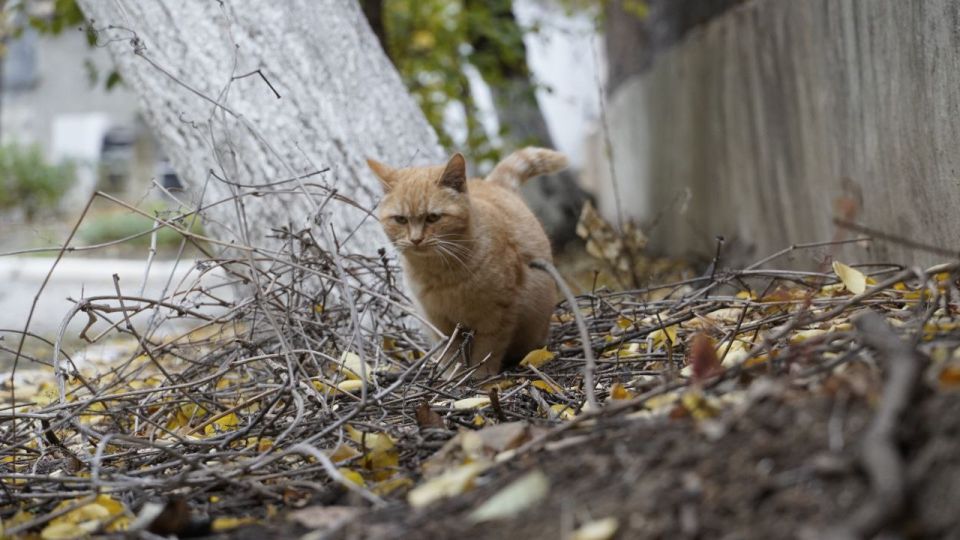 ������ ����!. ������� 17 �������, �����, �� ������������ ��� ������ �� ���� ����