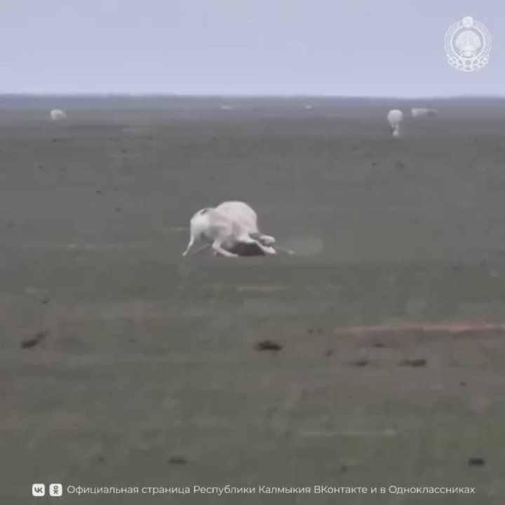 Заповедник «Чёрные земли» делится уникальными кадрами одного из самых напряжённых периодов в жизни сайгаков – сезона гона или «свадеб»