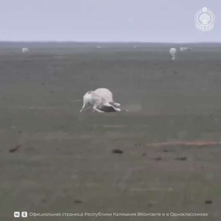 Заповедник «Чёрные земли» делится уникальными кадрами одного из самых напряжённых периодов в жизни сайгаков – сезона гона или «свадеб»