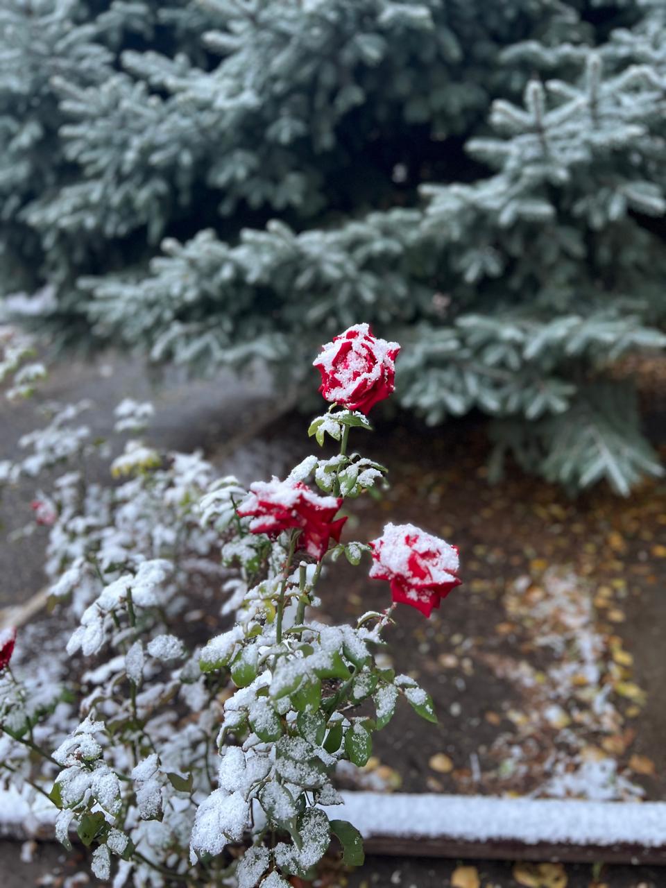 Доброе утро!. Сегодня 18 декабря, четверг, мы представляем вам погоду на этот день