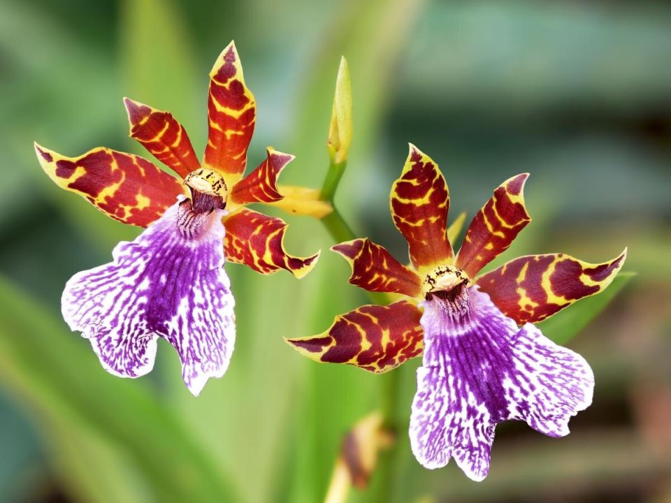 ��� ������� � ����� ���� �������: ����������� ������ �� �����