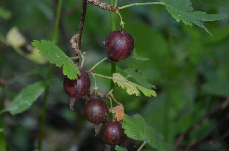 ��������� ������������� ����������� ������� �� ����������