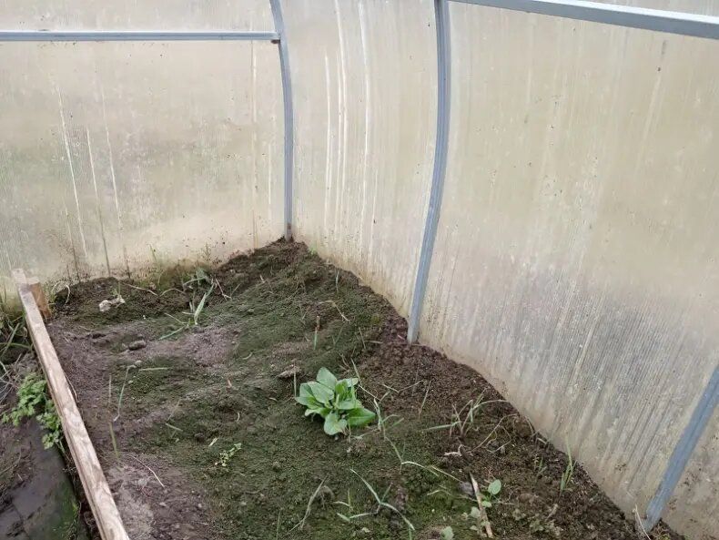 Как защитить свою теплицу от нежелательных гостей: мха и водорослей