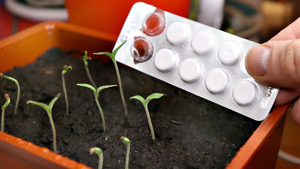 Необычное удобрение для рассады: как аптечные таблетки могут творить чудеса