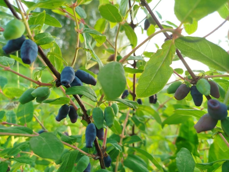 Жимолость Бархат: новый взгляд на знакомую ягоду для варенья и напитков