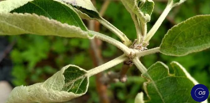 Почему листья скручиваются на деревьях: причины и решения