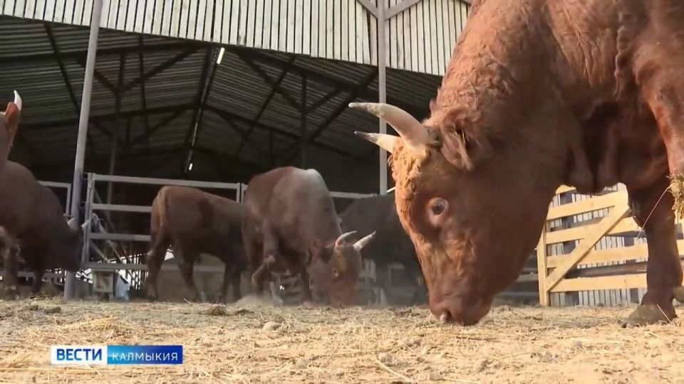 КалмГУ продвигает калмыцкую породу крупного скота — единственную, представленную уже в 38 регионах от Дальнего Востока до Нижней Волги