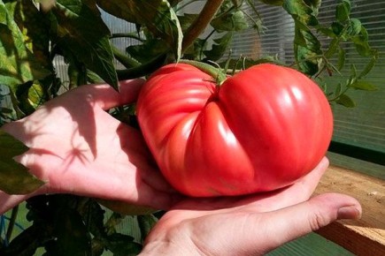 Томаты Японский краб: Секреты успешного выращивания и неповторимый вкус