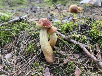 ������� ����������� �� �������� ����: ��� ����� ���������� ��������� � 2025 ����