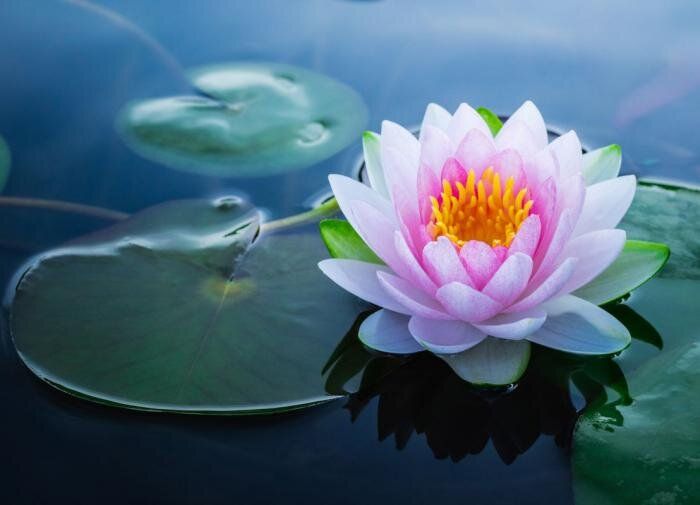 ������� �����: ��� ������� ������������ ������ ������ � ���� ����