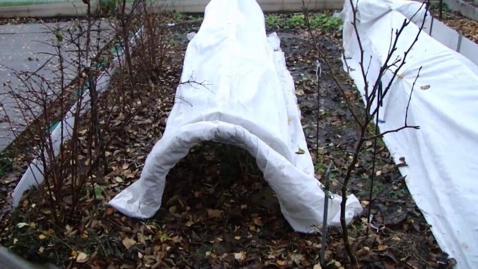 Как сохранить розы зимой: советы для идеального цветения в новом сезоне