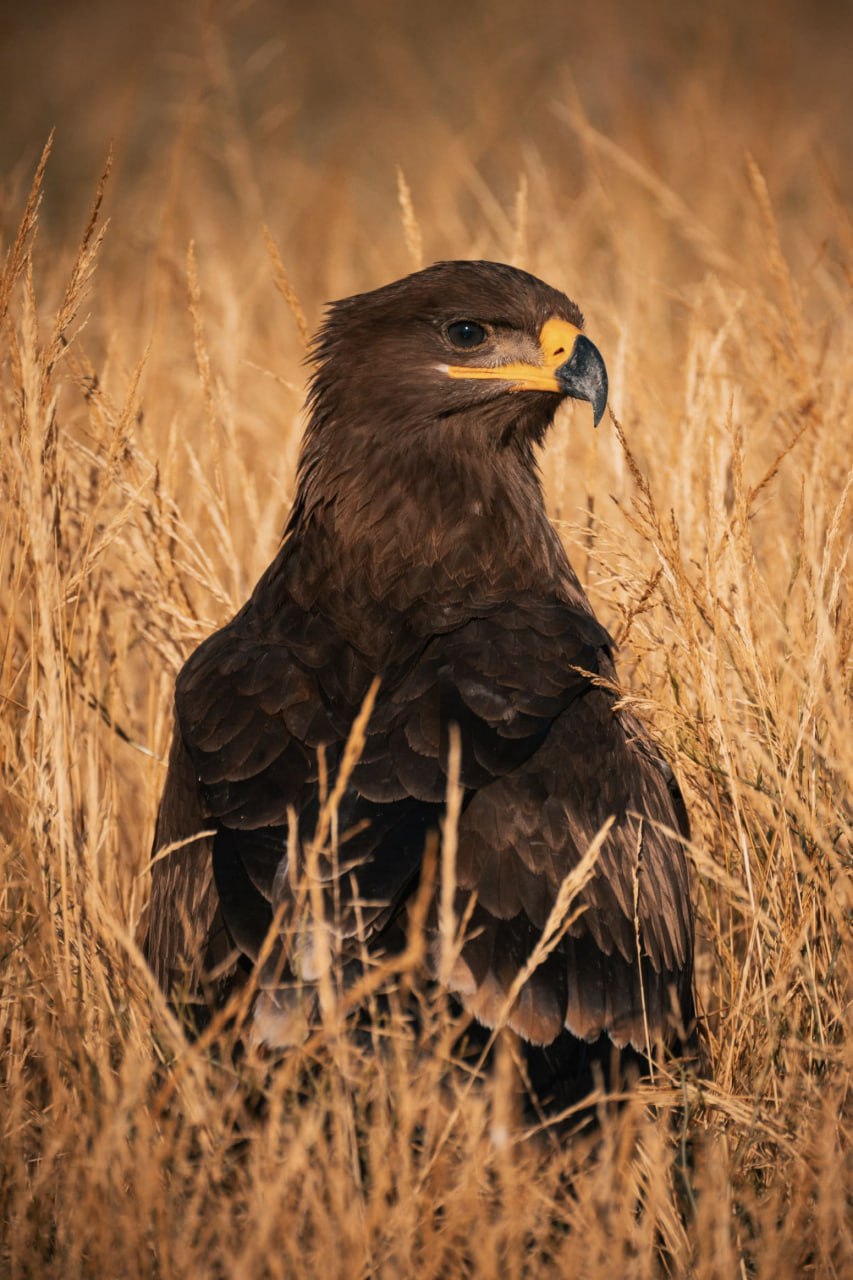 Фотограф из Элисты в тройке лучших на Юге России! Фотограф из Элисты в тройке лучших на Юге России!