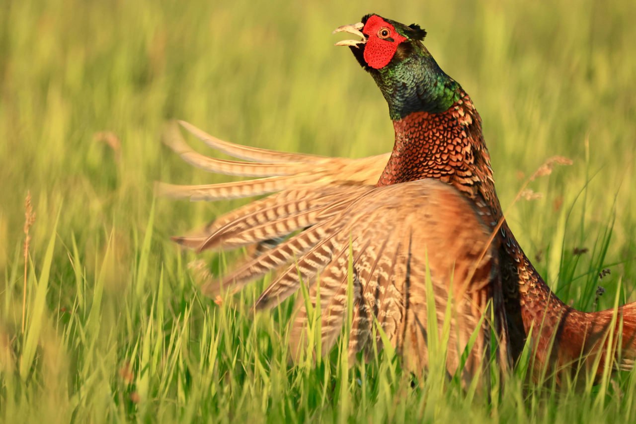 Фотограф из Элисты в тройке лучших на Юге России! Фотограф из Элисты в тройке лучших на Юге России!