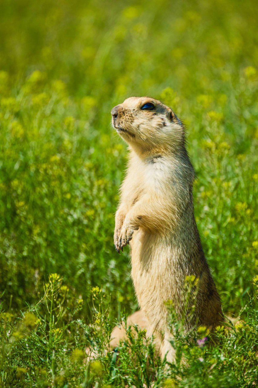 Фотограф из Элисты в тройке лучших на Юге России! Фотограф из Элисты в тройке лучших на Юге России!