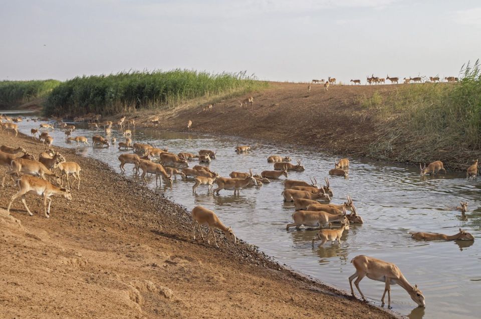 Степь получит воду. В уходящем году заповедник «Черные земли» получил поддержку Президентского фонда природы на проект «Расчистка старого русла оросительного канала для обустройства новых водопоев для сайгаков в охранной...
