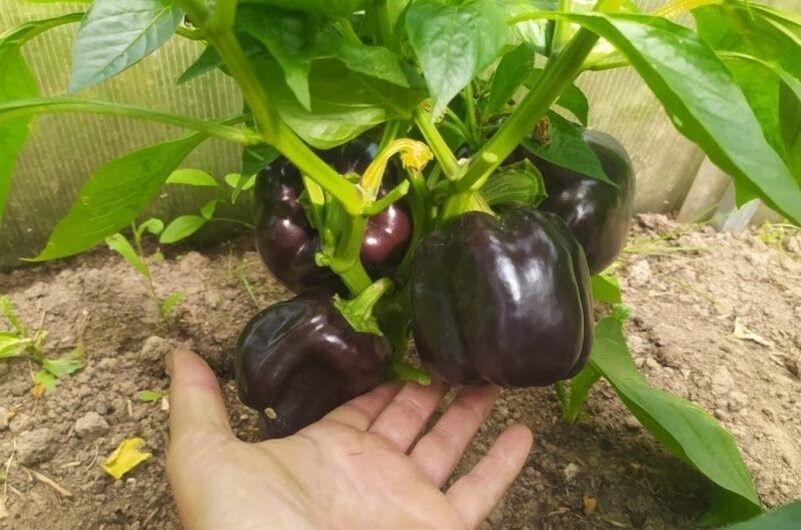 Сладкий перец: три сорта, которые порадуют урожаем в любых условиях