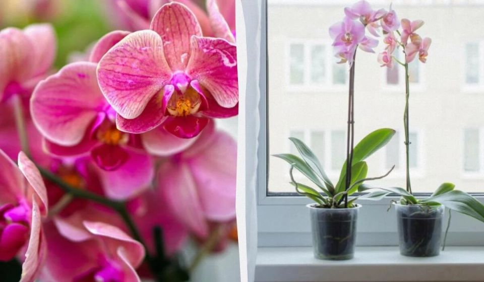 Как выбрать идеальную орхидею для вашего дома