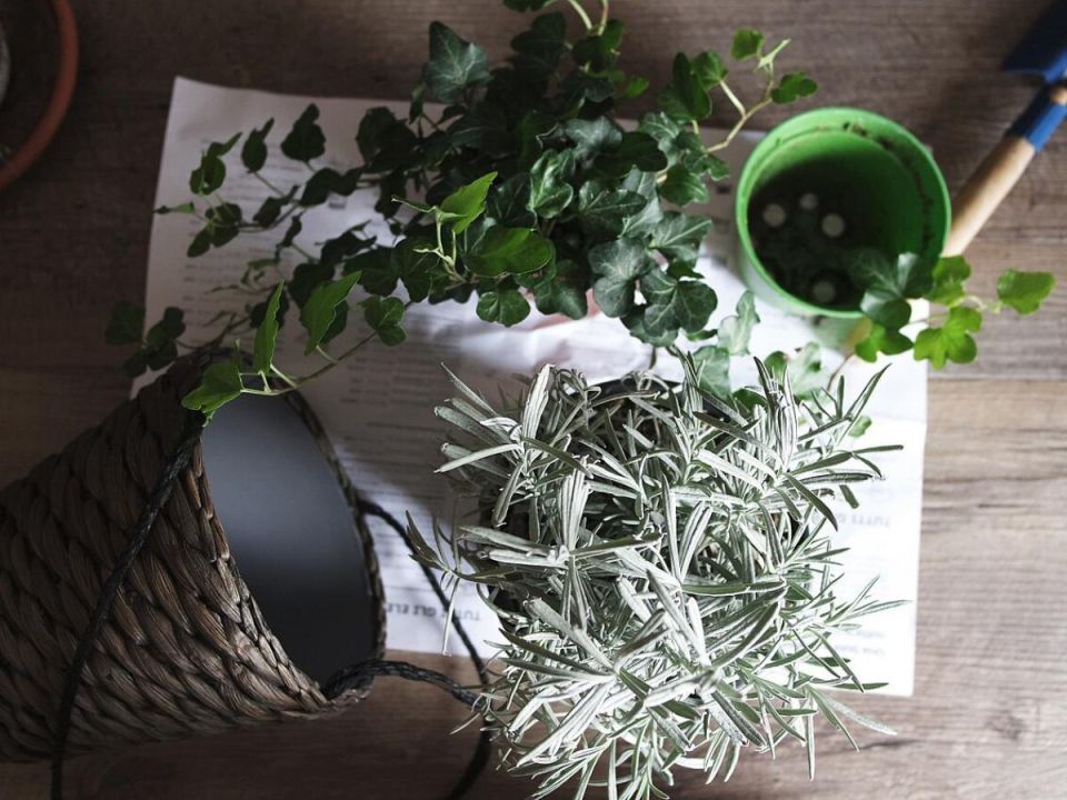 Как пересадка комнатных цветов превращается в настоящее волшебство: откройте секреты успеха